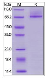 Human Glypican 3 (S359F), His Tag, low endotoxin on SDS-PAGE under reducing (R) condition. The gel was stained overnight with Coomassie Blue. The purity of the protein is greater than 90%.
